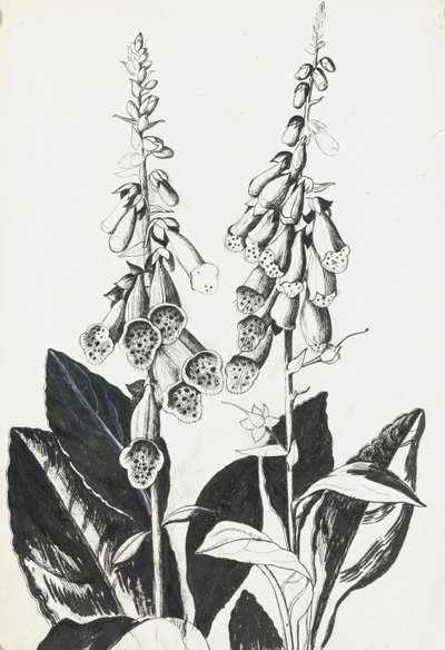 Foxgloves by Rosalie Brill